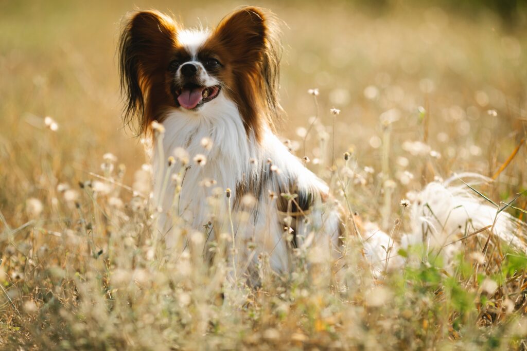 Savoring Summer: Tips for a Happy and Healthy Dog This Season