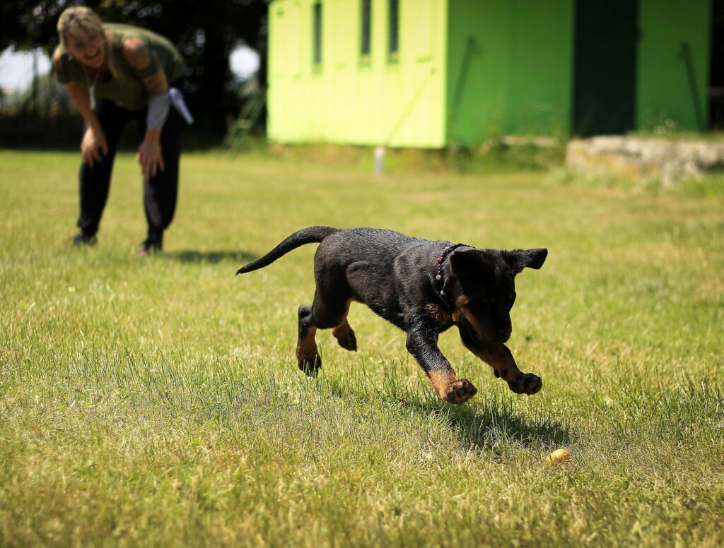 Tips for a Happy and Healthy Dog This Season